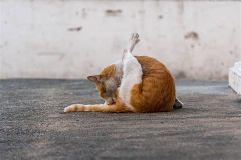 cat anal tail|Rectal and Anal Inflammation in Cats .